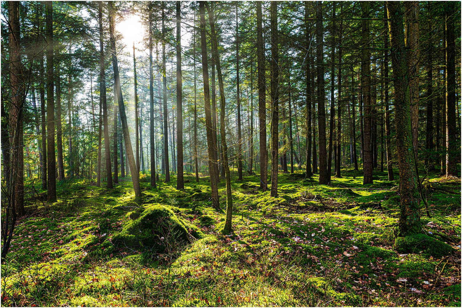 _Kiefernwald_im_Gegenlicht_