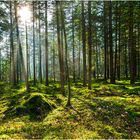 _Kiefernwald_im_Gegenlicht_