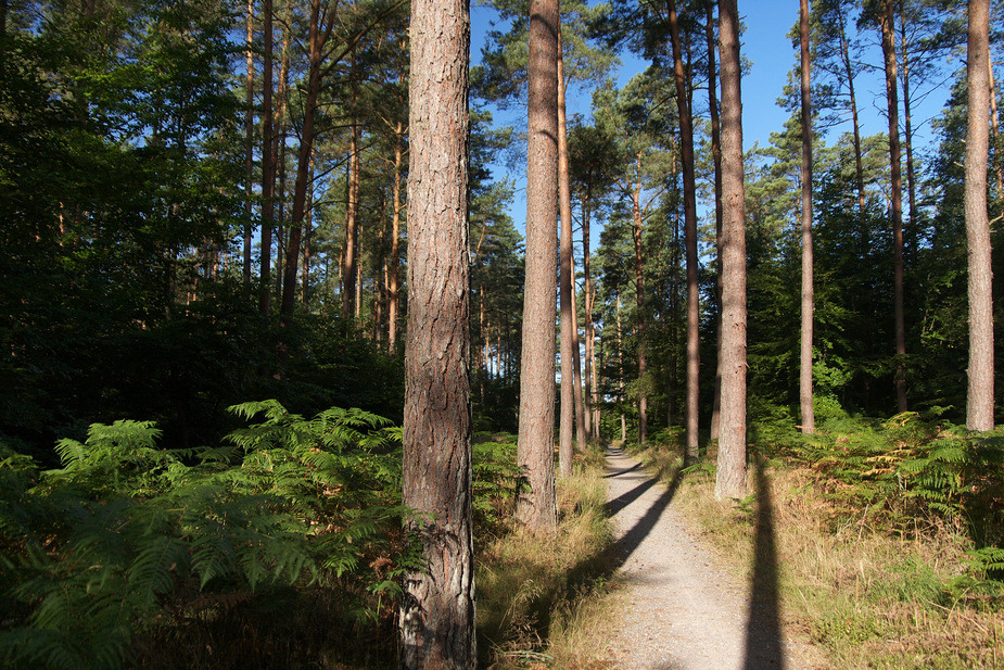 Kiefernweg