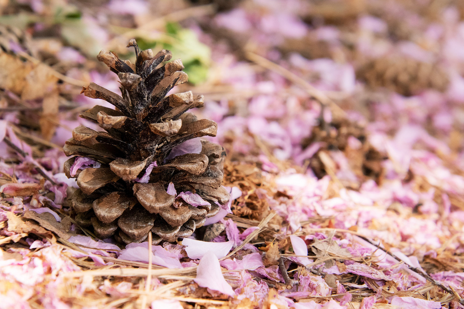 Kiefernzapfen im Mai auf Kirschblüten