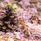 Kiefernzapfen im Mai auf Kirschblüten