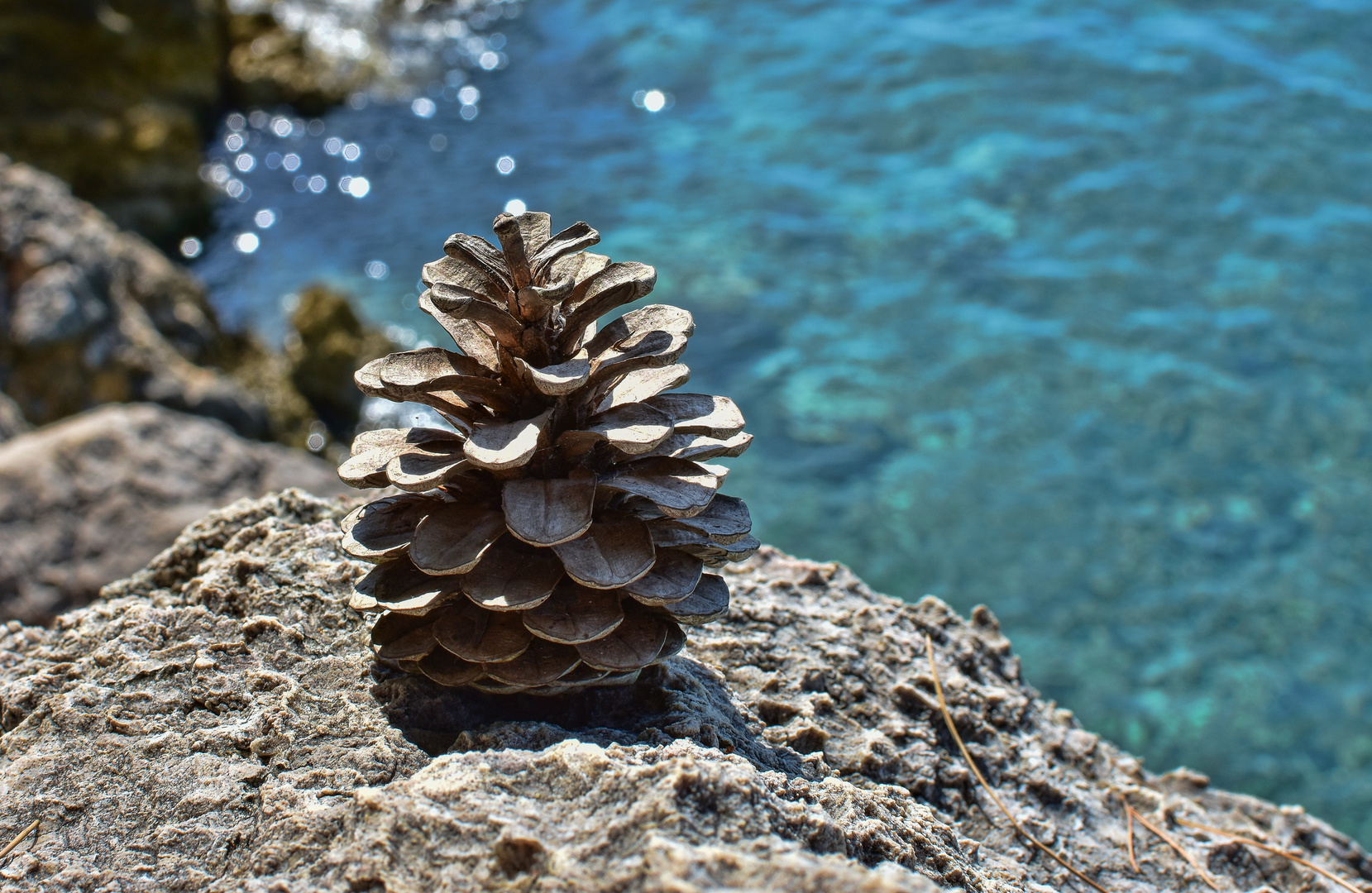 Kiefernzapfen in Kroatien