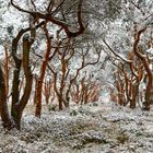 Kieferschonung im Winter