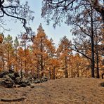 Kieferwald nach dem Feuer