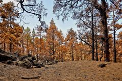 Kieferwald nach dem Feuer