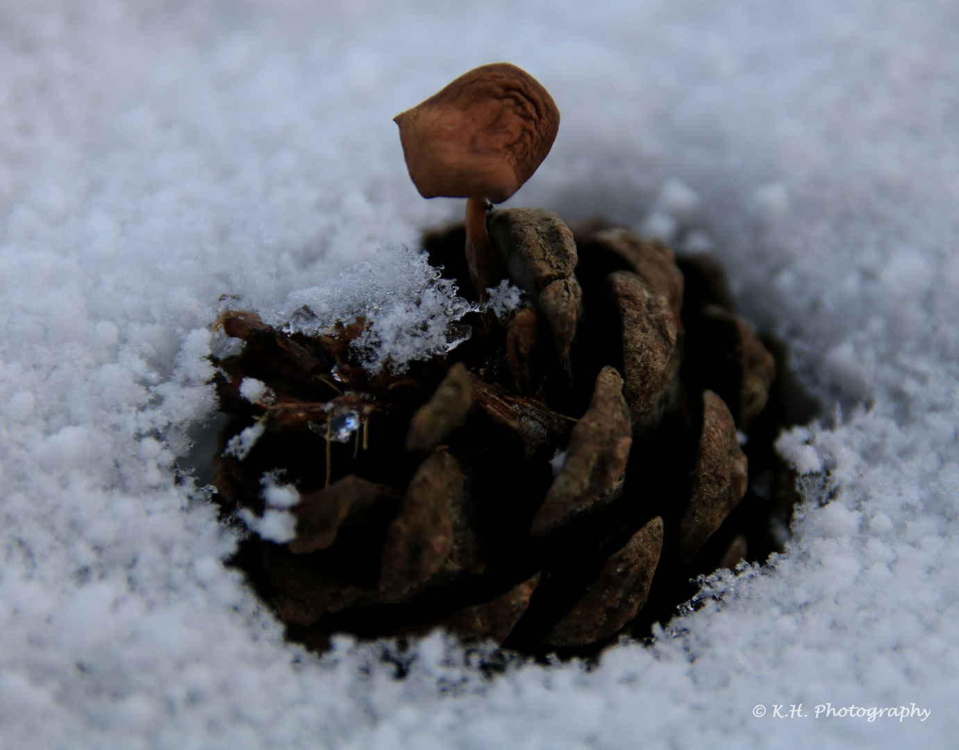 Kieferzapfen mit Pilz im Schnee