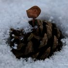 Kieferzapfen mit Pilz im Schnee