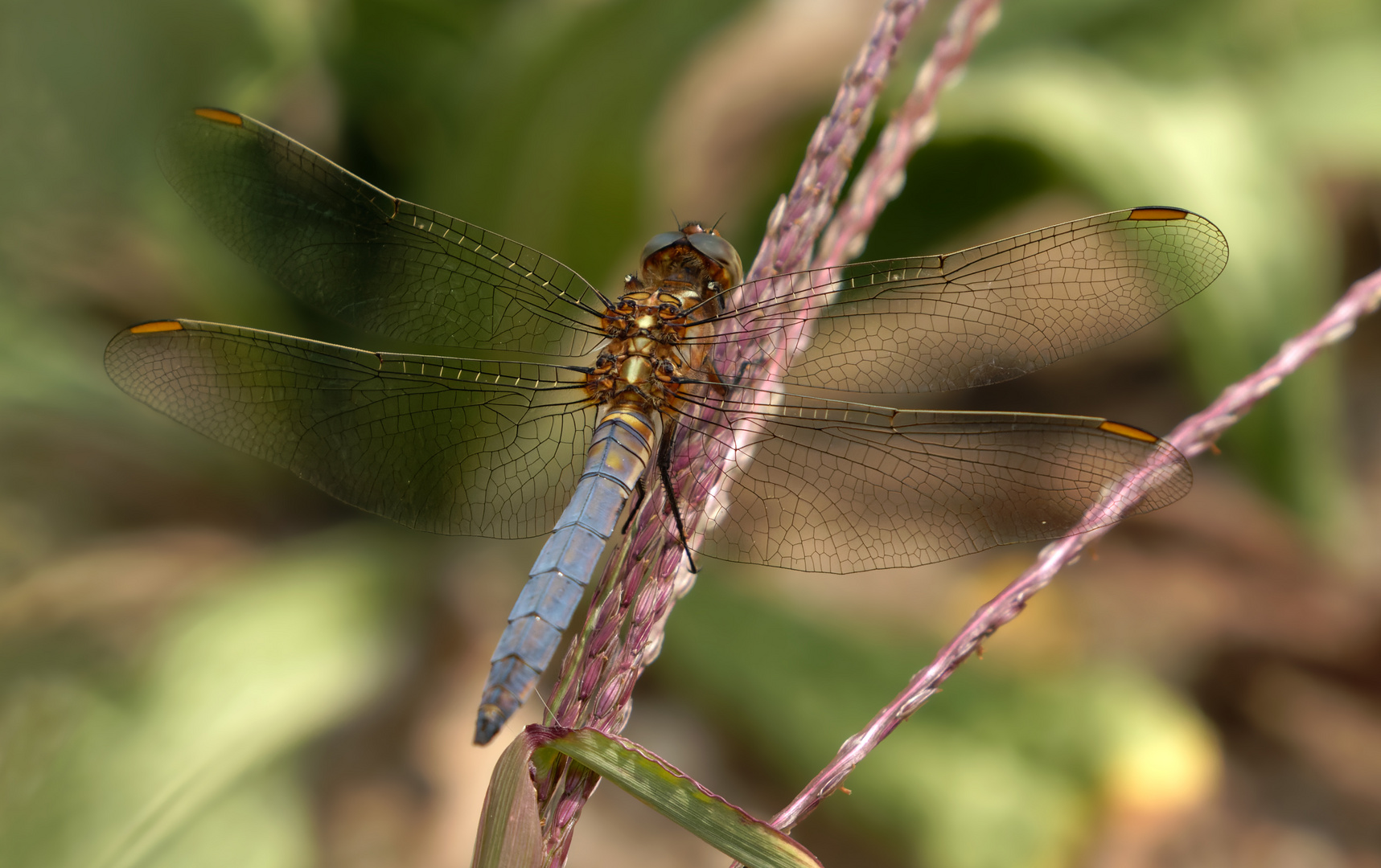 KIeiner Blaupfeil - (Orthetrum coerulescens) 