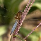 KIeiner Blaupfeil - (Orthetrum coerulescens) 