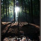 Kiekenberger Wald in Hemmoor