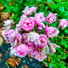 Kiel_Blumen_04