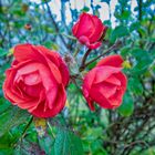 Kiel_Blumen_05