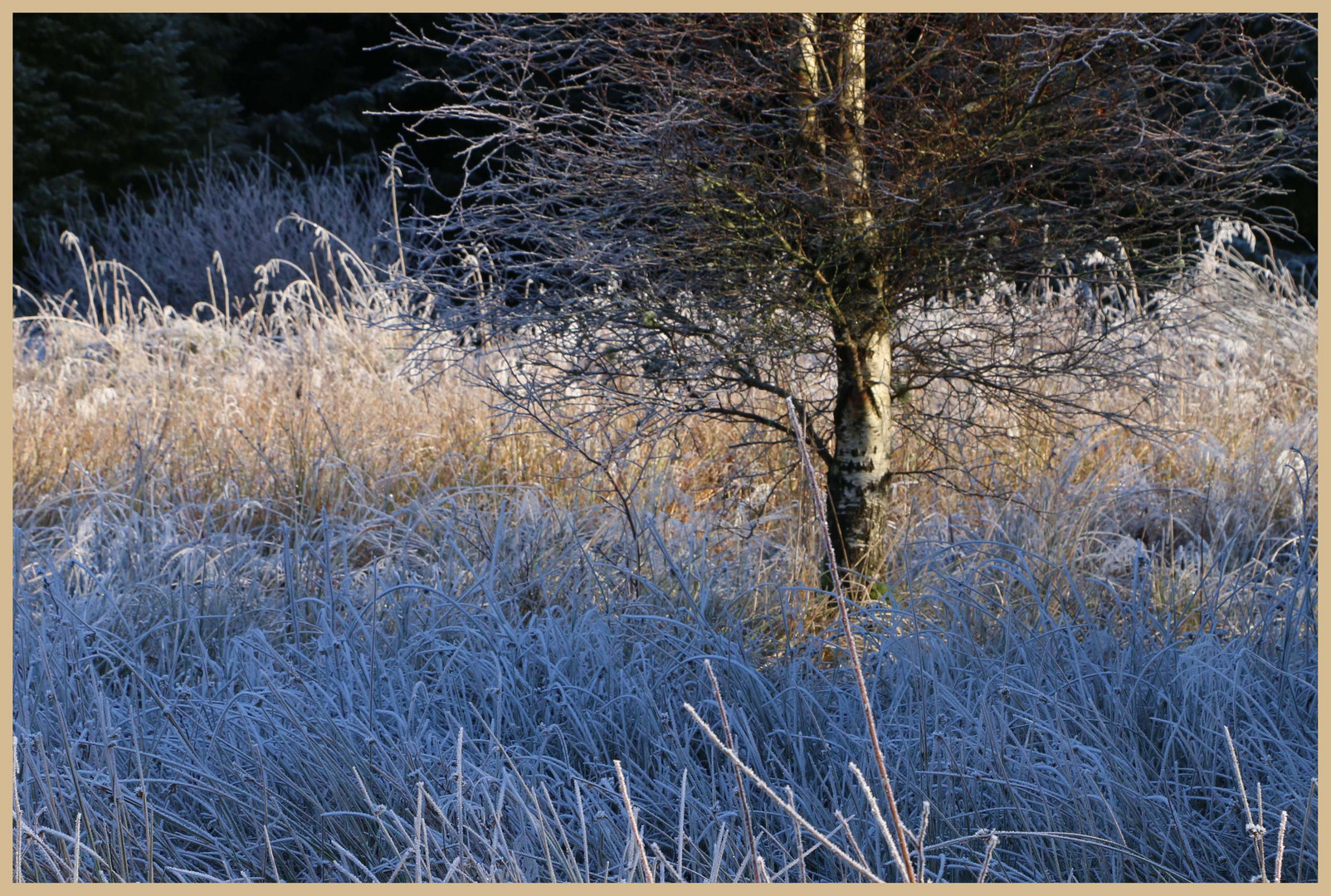 kielder detail 7