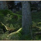 Kielder Forest 6