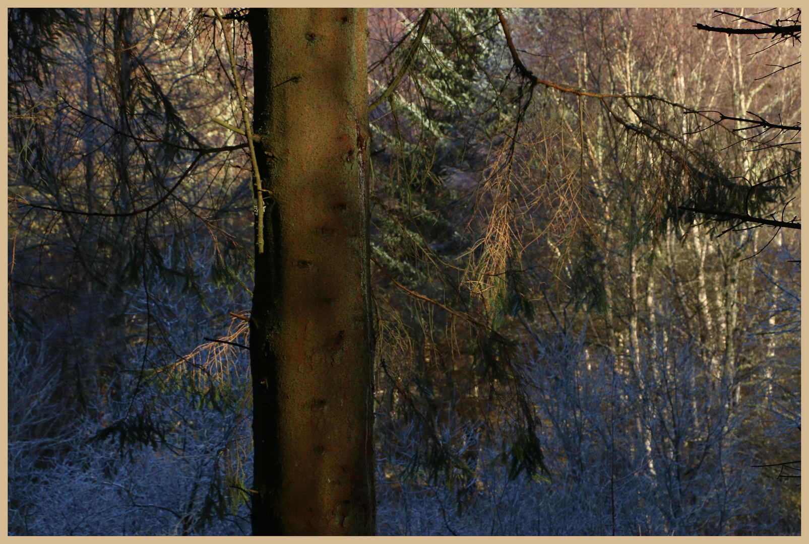 Kielder forest in winter 13