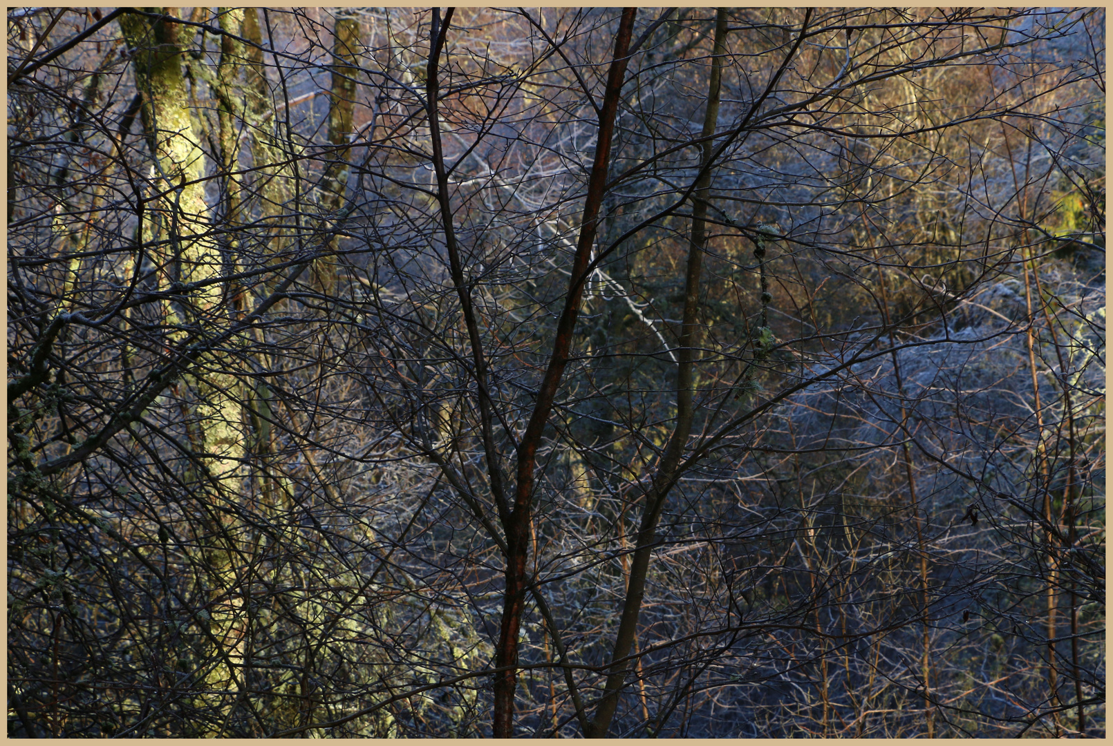 Kielder forest in winter 18