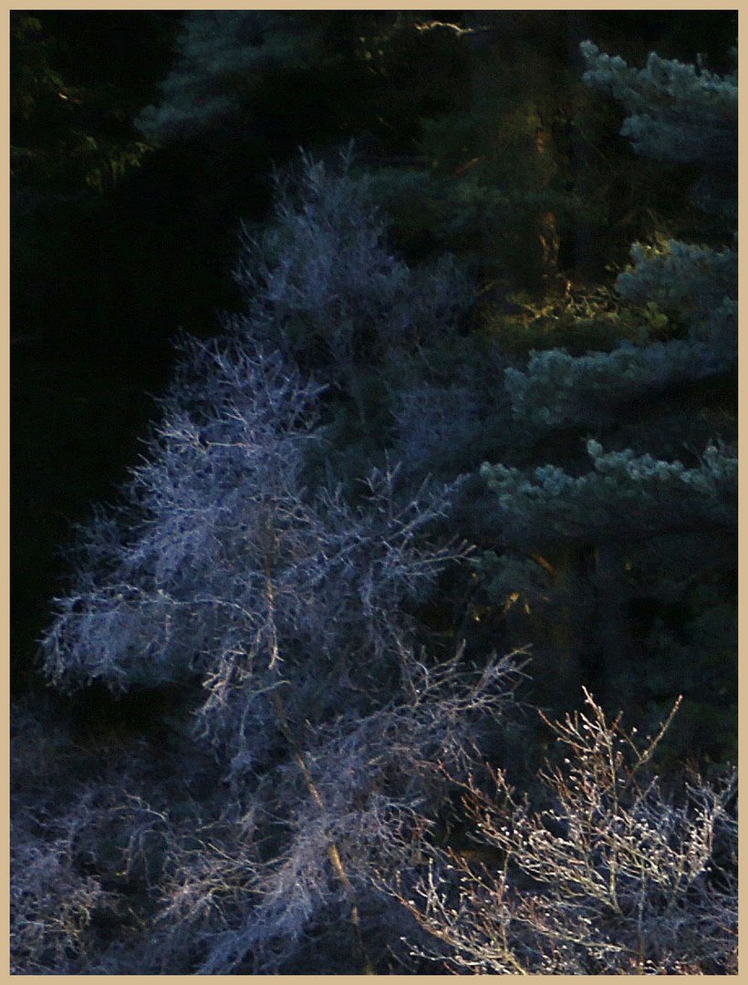 Kielder forest in winter 26d