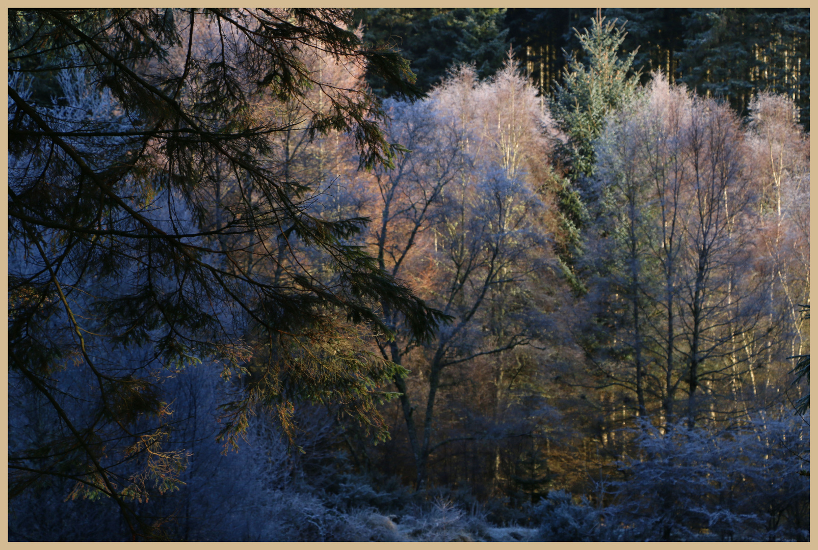 Kielder forest in winter 3