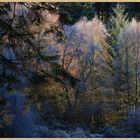 Kielder forest in winter 3