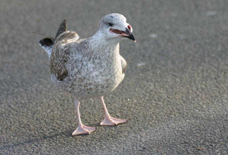 Kieler Lachmöwe