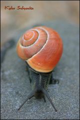 Kieler Schnecke