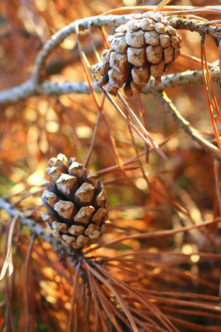 Kienäpfel