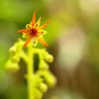 Kies-Steinbrech - Saxifraga mutata