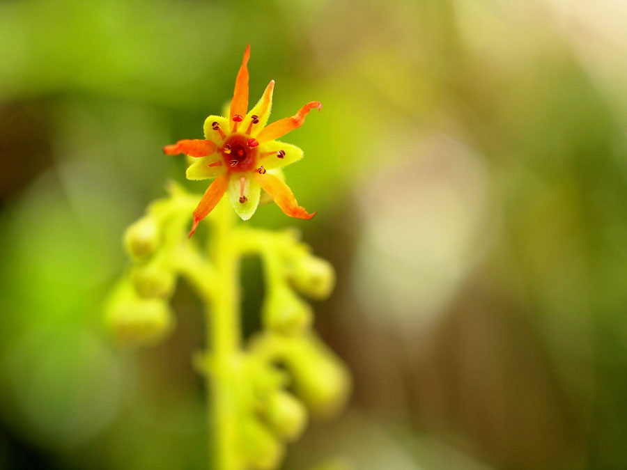 Kies-Steinbrech - Saxifraga mutata