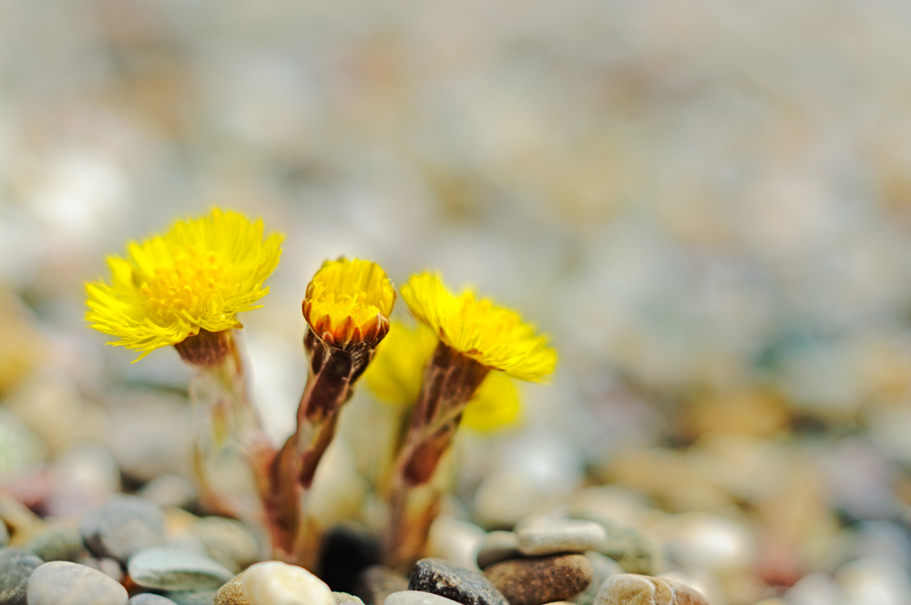 Kiesblüten