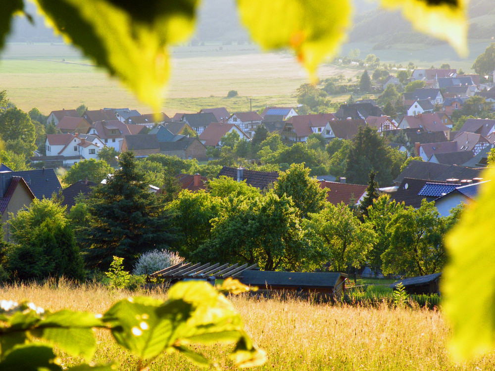 Kieselbach aus dem Unterholz