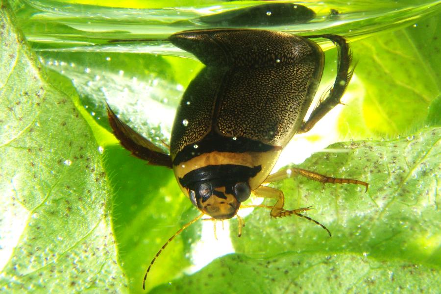 Kiesgrube I - Köpfchen unter Wasser...