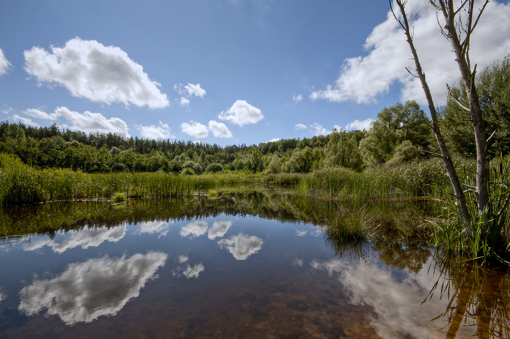 Kiesgrube im Grunewald II