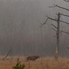 Kieshofer Moor mit Hirsch