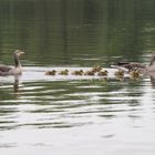 Kiessee Göttingen Küken