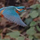 KIF (Kingfisher in Flight)