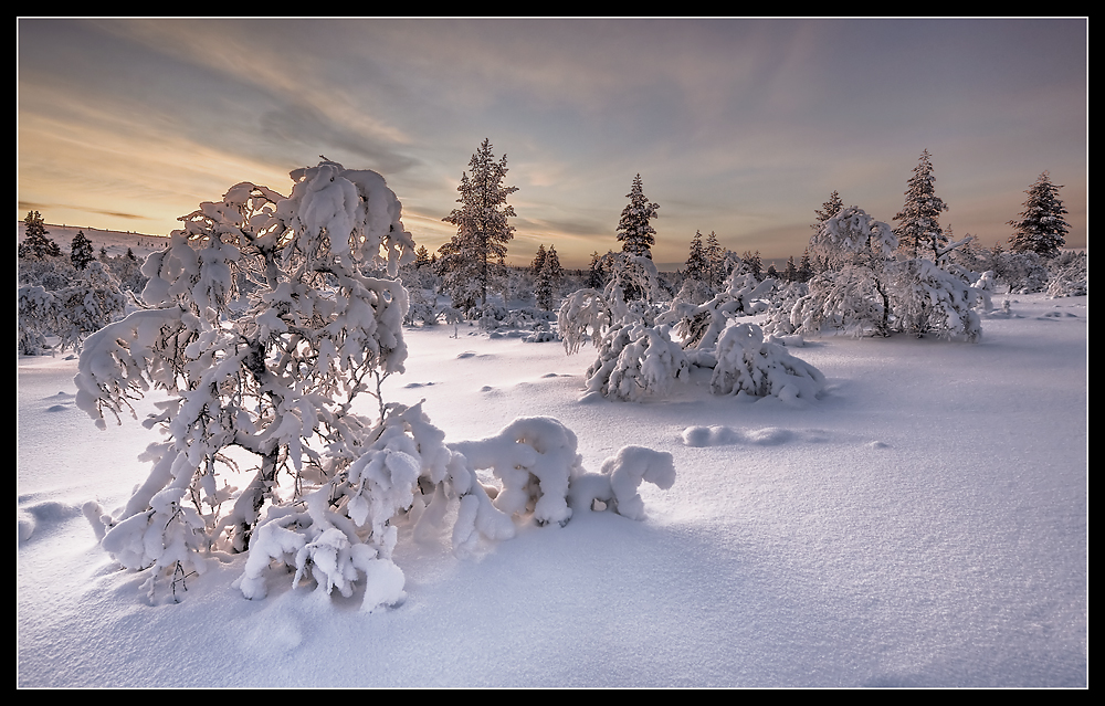 Kiilopää - Lappland III