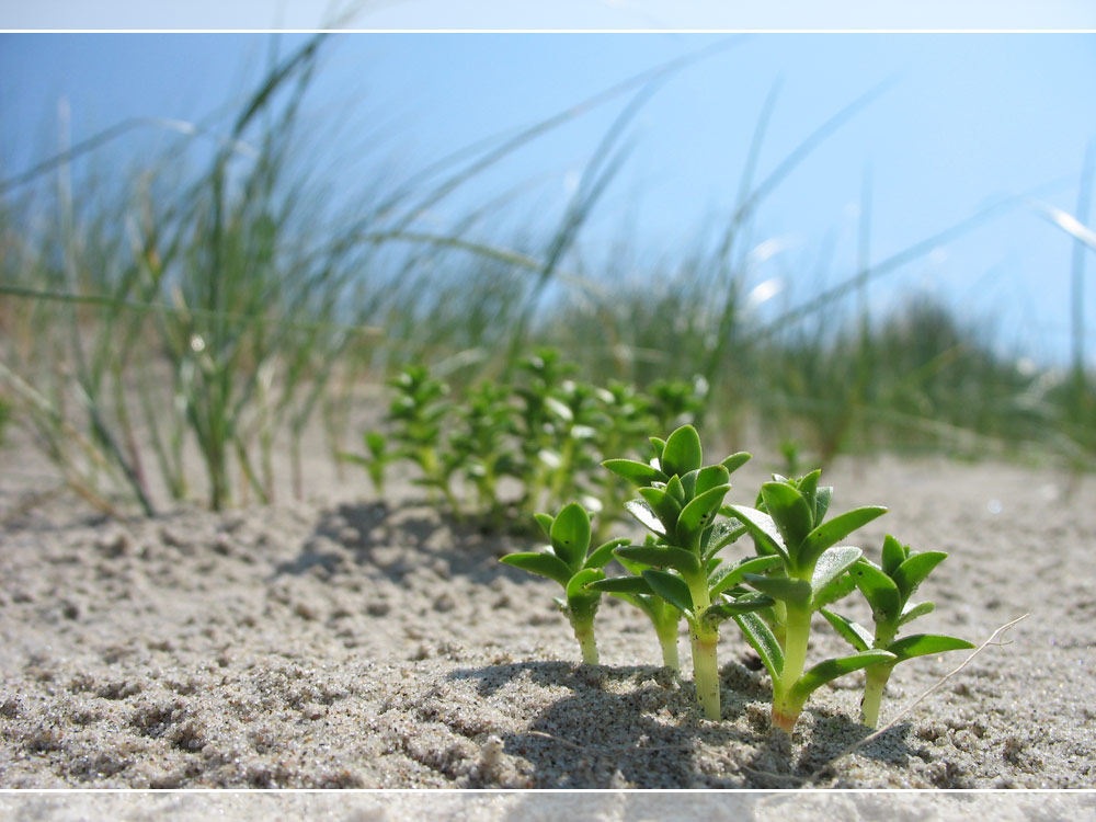 Kijkduin Strandmakro