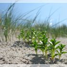 Kijkduin Strandmakro