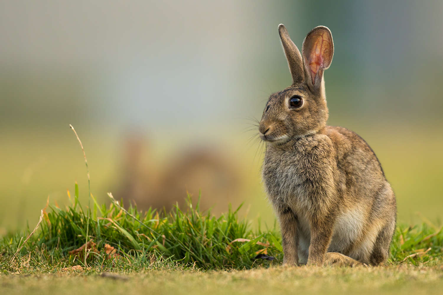 Kikaninchen