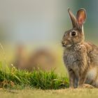 Kikaninchen