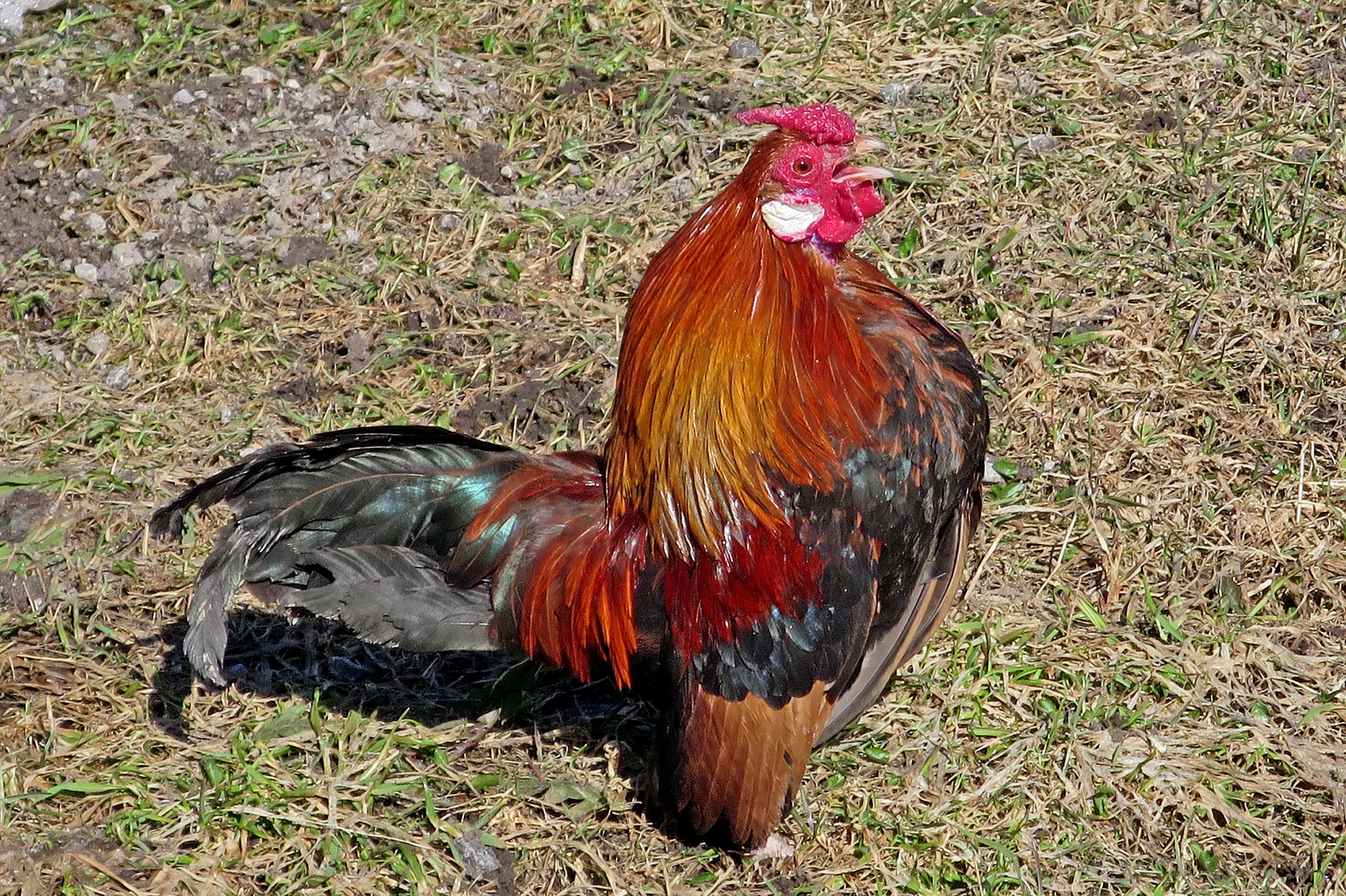 Kikeriki, es geht auf Ostern zu