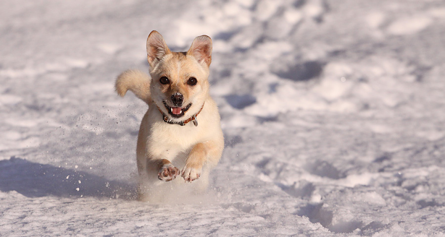 Kiki im Schnee