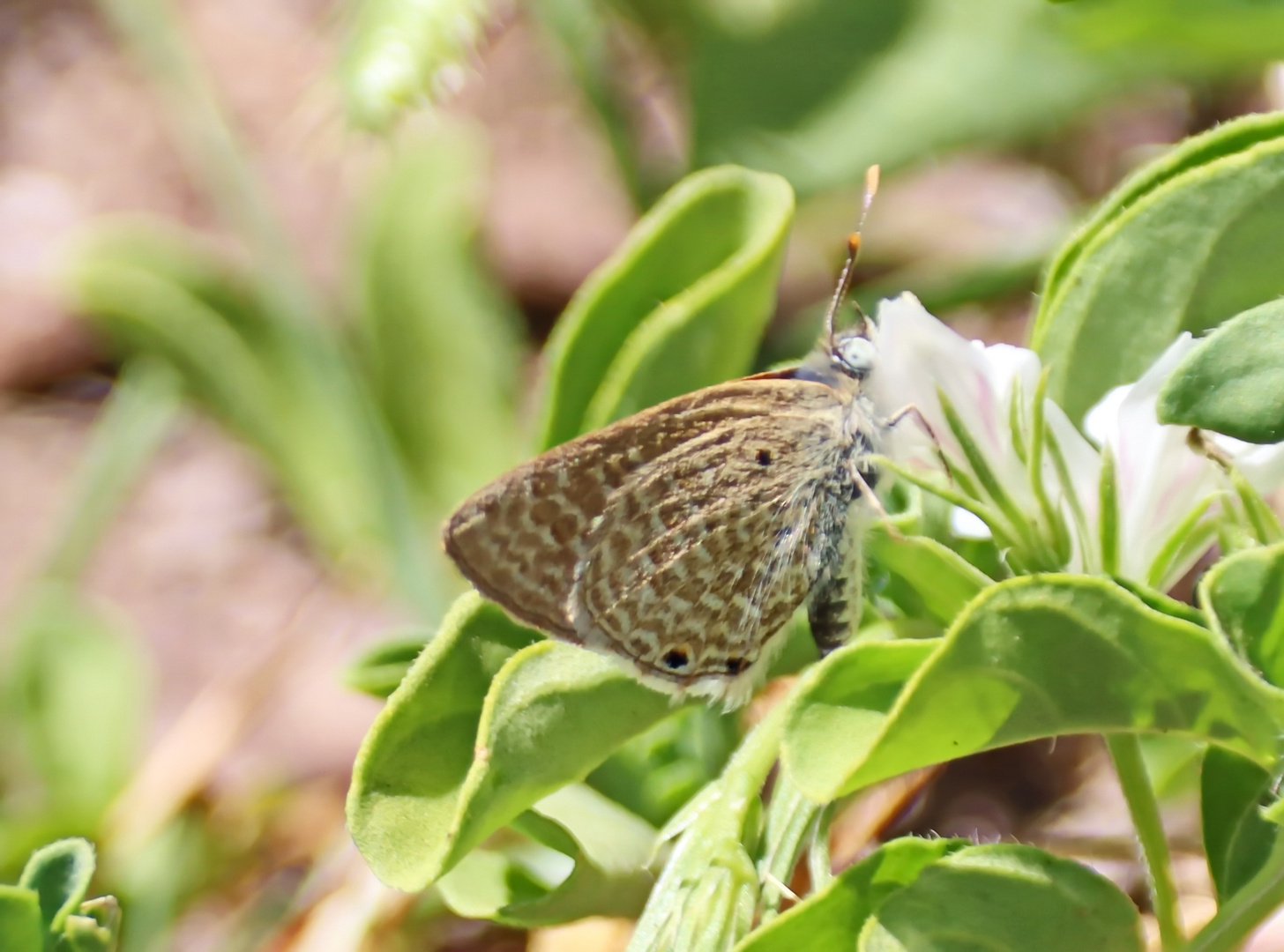 Kikuyu Ciliate Blue