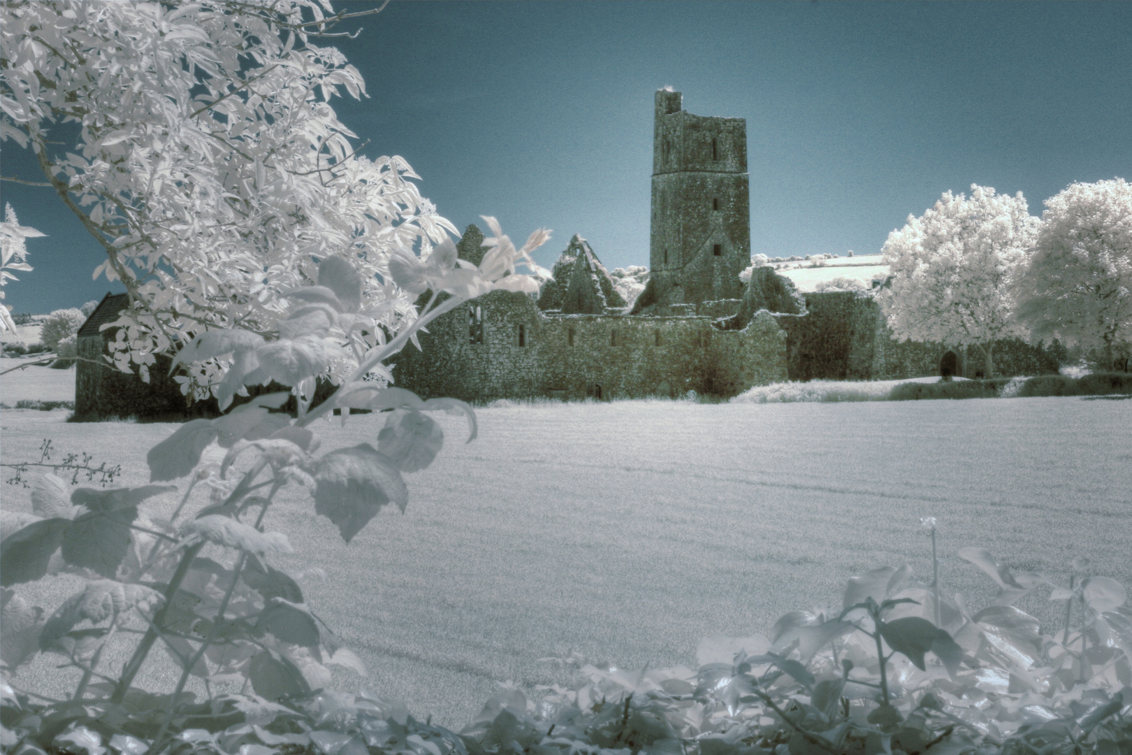 Kilcrea Friary