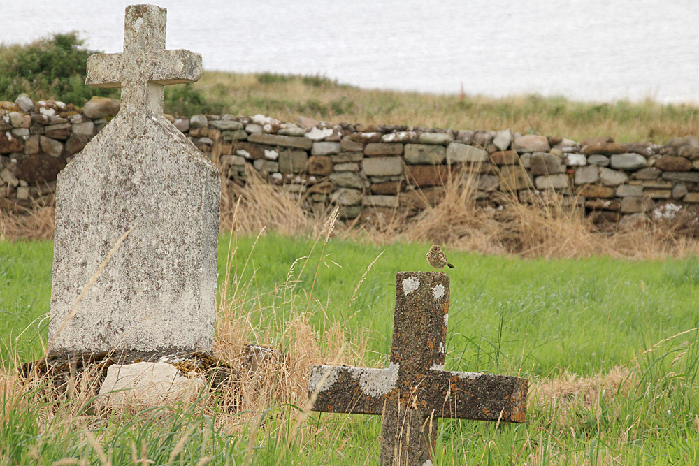 Kilcummin Graveyard...and a little bird