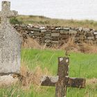 Kilcummin Graveyard...and a little bird