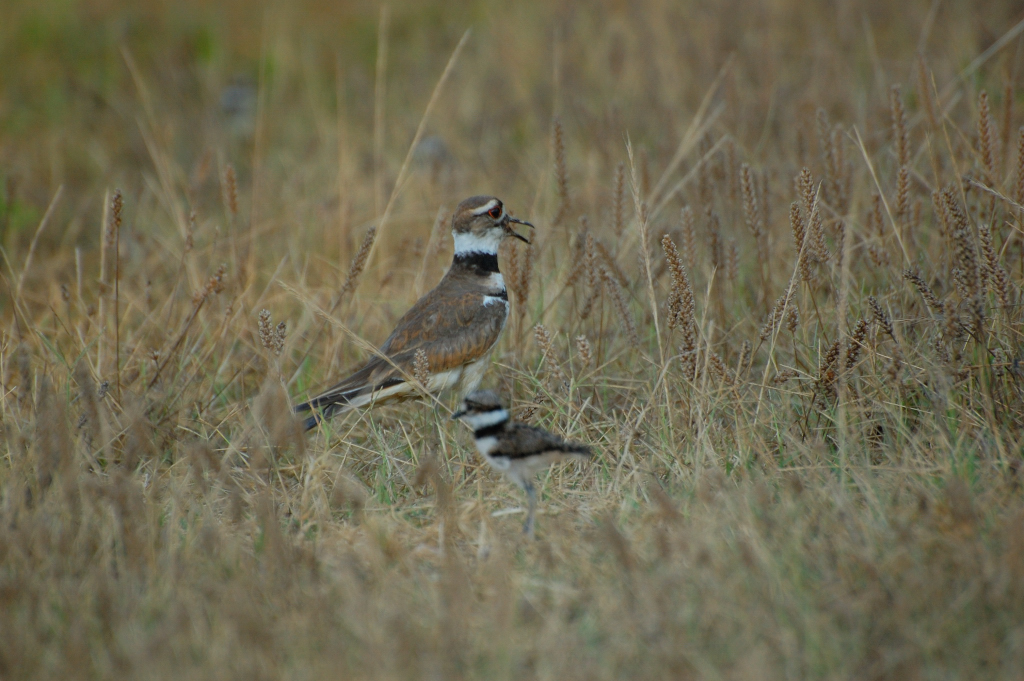 Kildeer