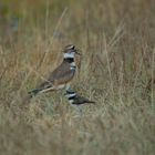 Kildeer