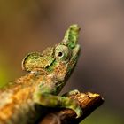 Kilembe Trail - 1 Tag - Strange-nosed chameleon