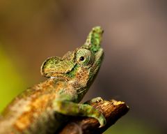 Kilembe Trail - 1 Tag - Strange-nosed chameleon